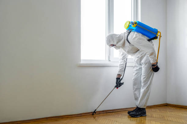 Wasp Removal Services in Velda City, MO